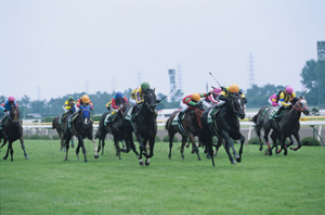 新潟競馬場